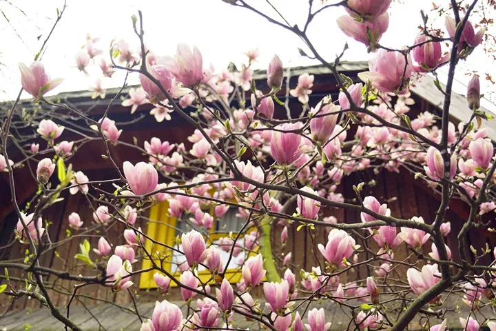 Magnolia soulangiana-AdobeStock_1889922474.webp