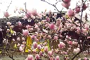 Magnolia soulangiana-AdobeStock_1889922474.webp