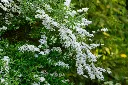 Spiraea nipponica Snowmound-AdobeStock_832753959.webp