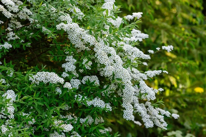 Spiraea nipponica Snowmound-AdobeStock_832753959.webp