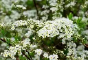 Spiraea nipponica Snowmound-AdobeStock_437071353.webp