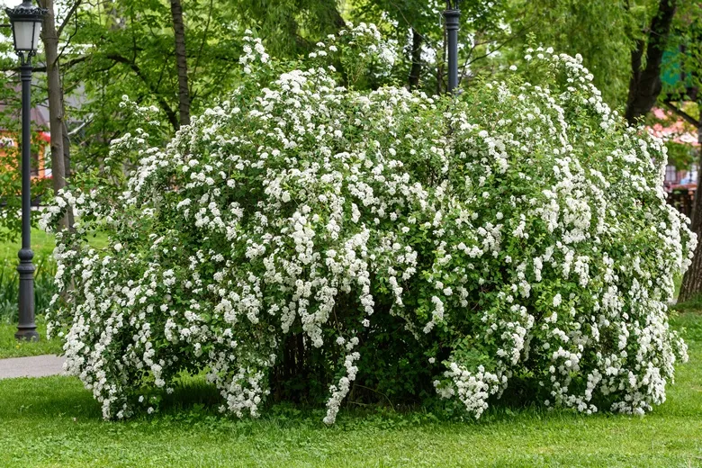 Spiraea nipponica Snowmound-AdobeStock_340845359.webp