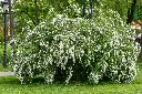 Spiraea nipponica Snowmound-AdobeStock_340845359.webp