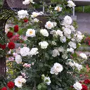 Grand_Nord_delgrord_pour_le_site_s.webp