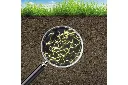 Magnifying-Glass-on-Soil_b3971ad0a783351db5f98440d5da5b9d.webp