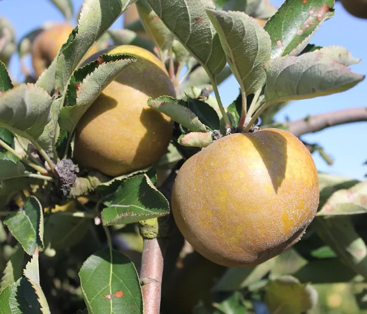 Pommier Reinette Grise Du Canada-AdobeStock_25477354.webp