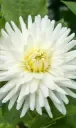 Dahlia My Love _ 1 Pc.webp