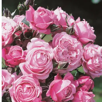 rosier_soeur_emmanuelle_2_s.webp
