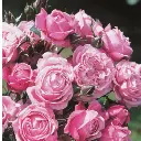 rosier_soeur_emmanuelle_2_s.webp