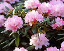 Rhododendron Yakushimanum Polaris-AdobeStock_205560632.webp