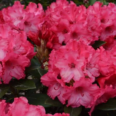 Rhododendron Yakushimanum Vollbut-2.webp