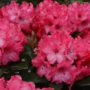 Rhododendron Yakushimanum Vollbut-2.webp