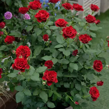 Rosier_Hommage_a_Barbara_2_s.webp