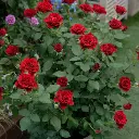 Rosier_Hommage_a_Barbara_2_s.webp