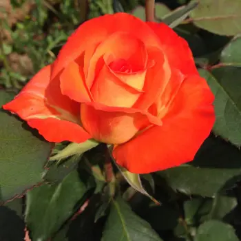 rosier_france_libre_3_s.webp