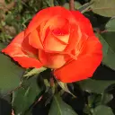 rosier_france_libre_3_s.webp