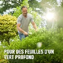 compo-Buxus-3.webp