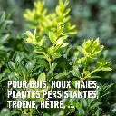 compo-Buxus-2.webp
