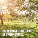 LacBalsam-bomensoorten (FR).webp