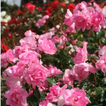 rosier_centenaire_de_lourdes_rose_2_s.webp