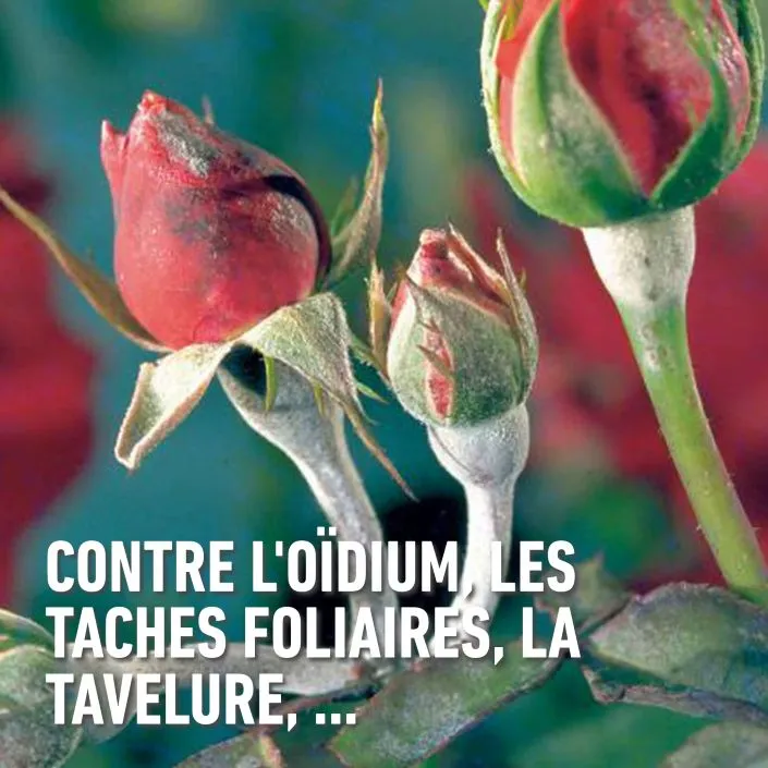 Duaxo_conc-ziekten (FR).webp