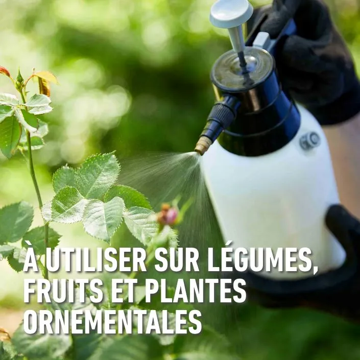 Duaxo_conc-teelten (FR).webp