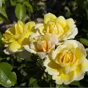 rosier_grimpant_soleil_vertical_2_s.webp
