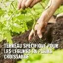 Bio_tomaten-planten (FR).webp