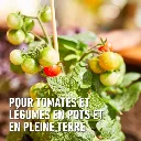 Bio_tomaten-pot_volle_grond (FR).webp
