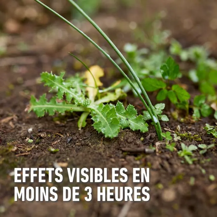 Herbistop_ready_totaal-3_uren (FR).webp