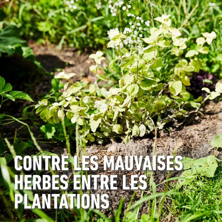 Herbistop_super_totaal-beplantingen (FR).webp