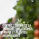 FungiPlus-toepassing (FR).webp