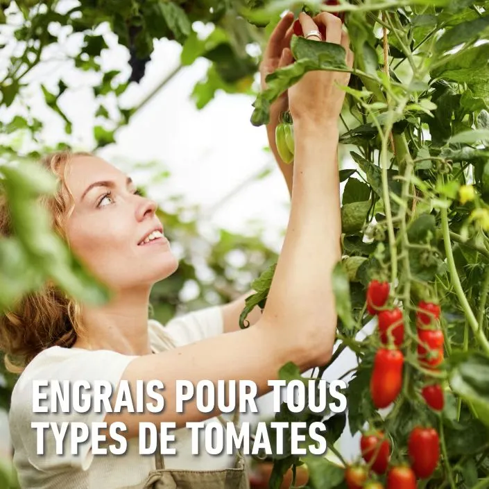 Bio_tomaten-planten (FR) (1).webp