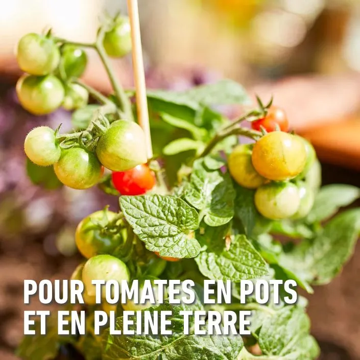 Bio_tomaten-pot_grond (FR).webp