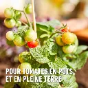 Bio_tomaten-pot_grond (FR).webp