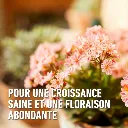 CS_geranium-resultaat (FR).webp