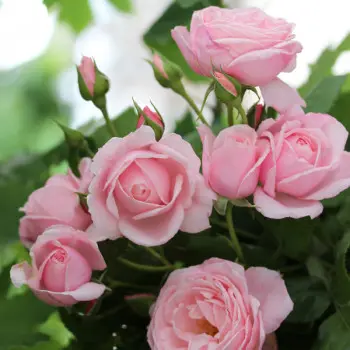 rosier_grimpant_nahema_3_s.webp