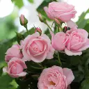 rosier_grimpant_nahema_3_s.webp