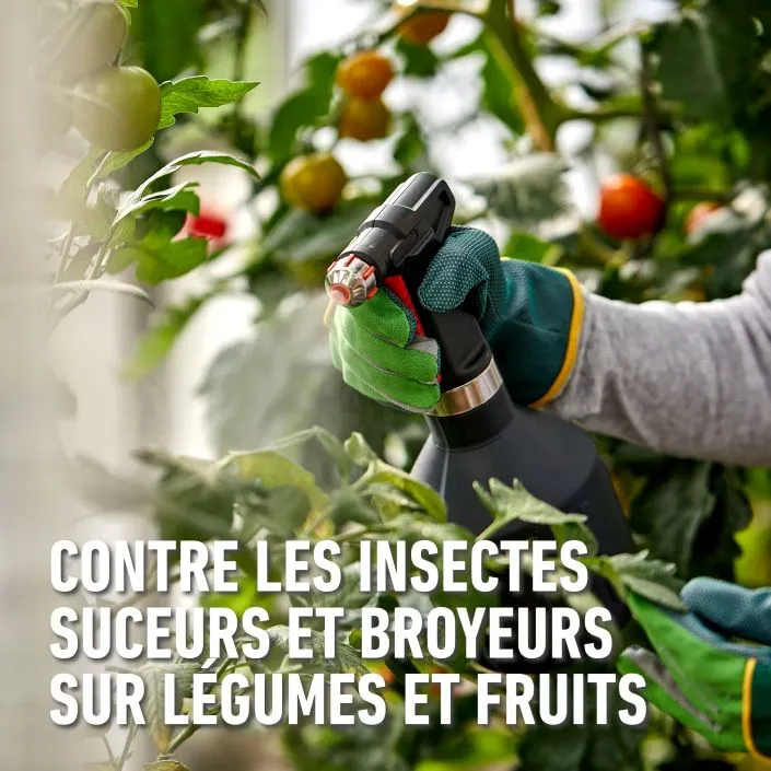 Karate_légumes-objectif.webp