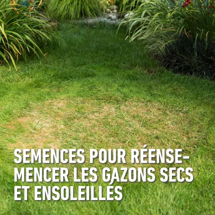 Droog_gazon-doel (FR).webp