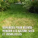 Droog_gazon-doel (FR).webp