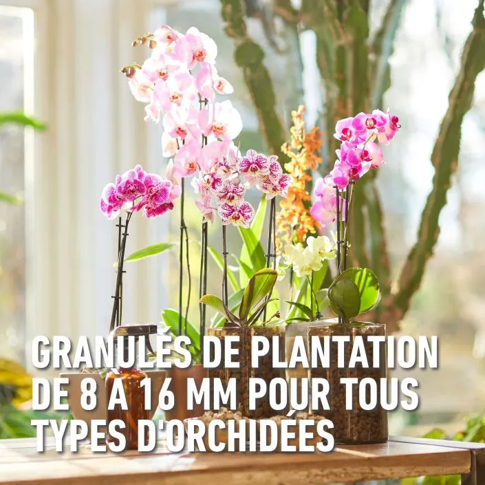 5411196093809 PT02.webp