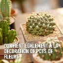 5411196093816 PT05.avif-6.webp