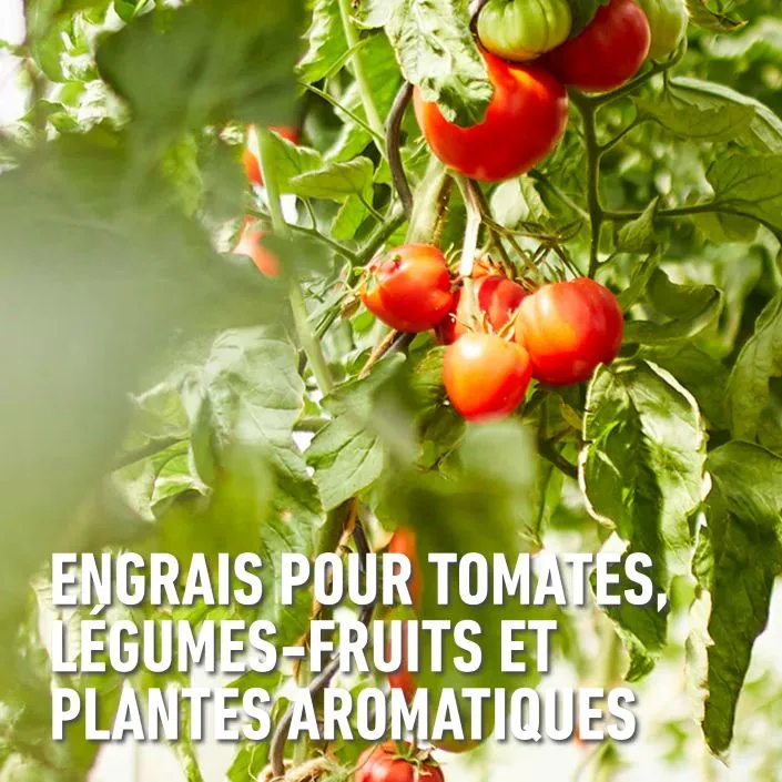 compo-tomates-2.webp