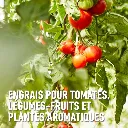 compo-tomates-2.webp