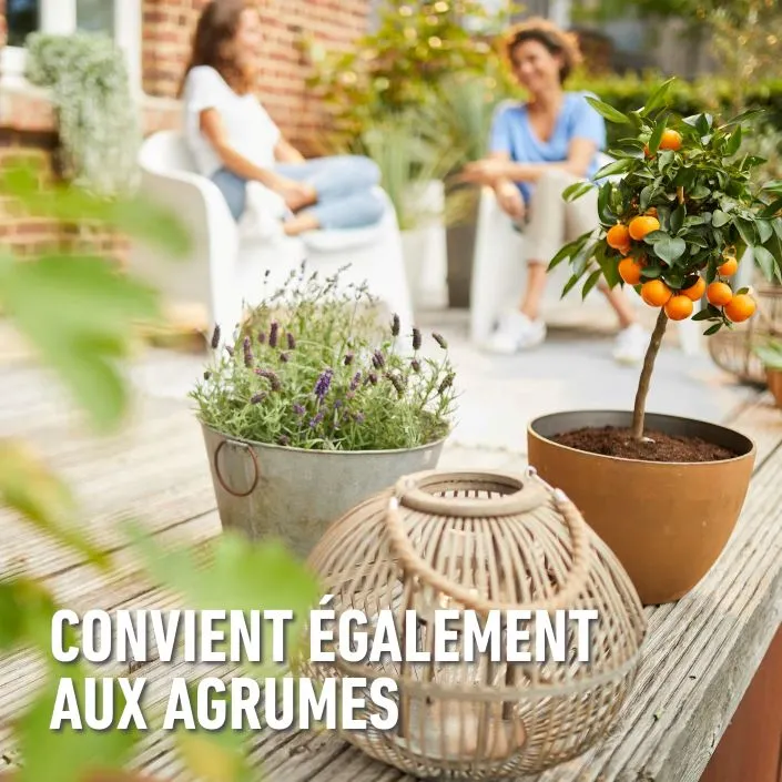 Mediterrane-citrus (FR).webp