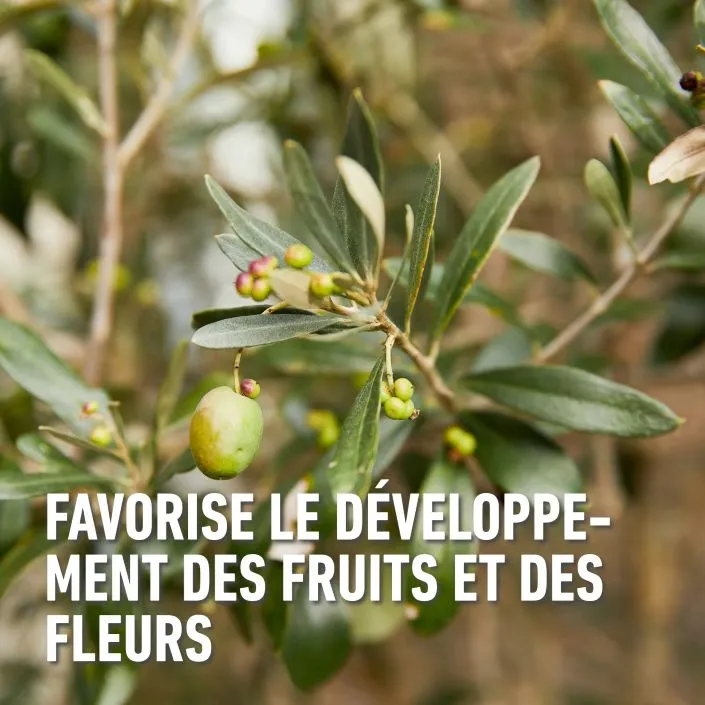 Mediterrane-werking (FR).webp