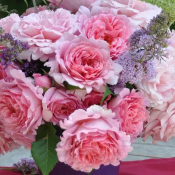 rosier_bienvenue_2_s.webp