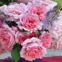 rosier_bienvenue_2_s.webp