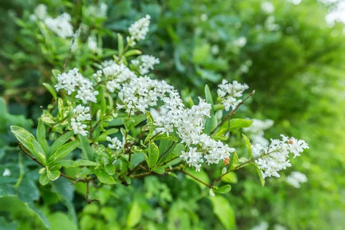 ligustrum-fleurs-AdobeStock_216952832.webp